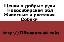 Щенки в добрые руки - Новосибирская обл. Животные и растения » Собаки   